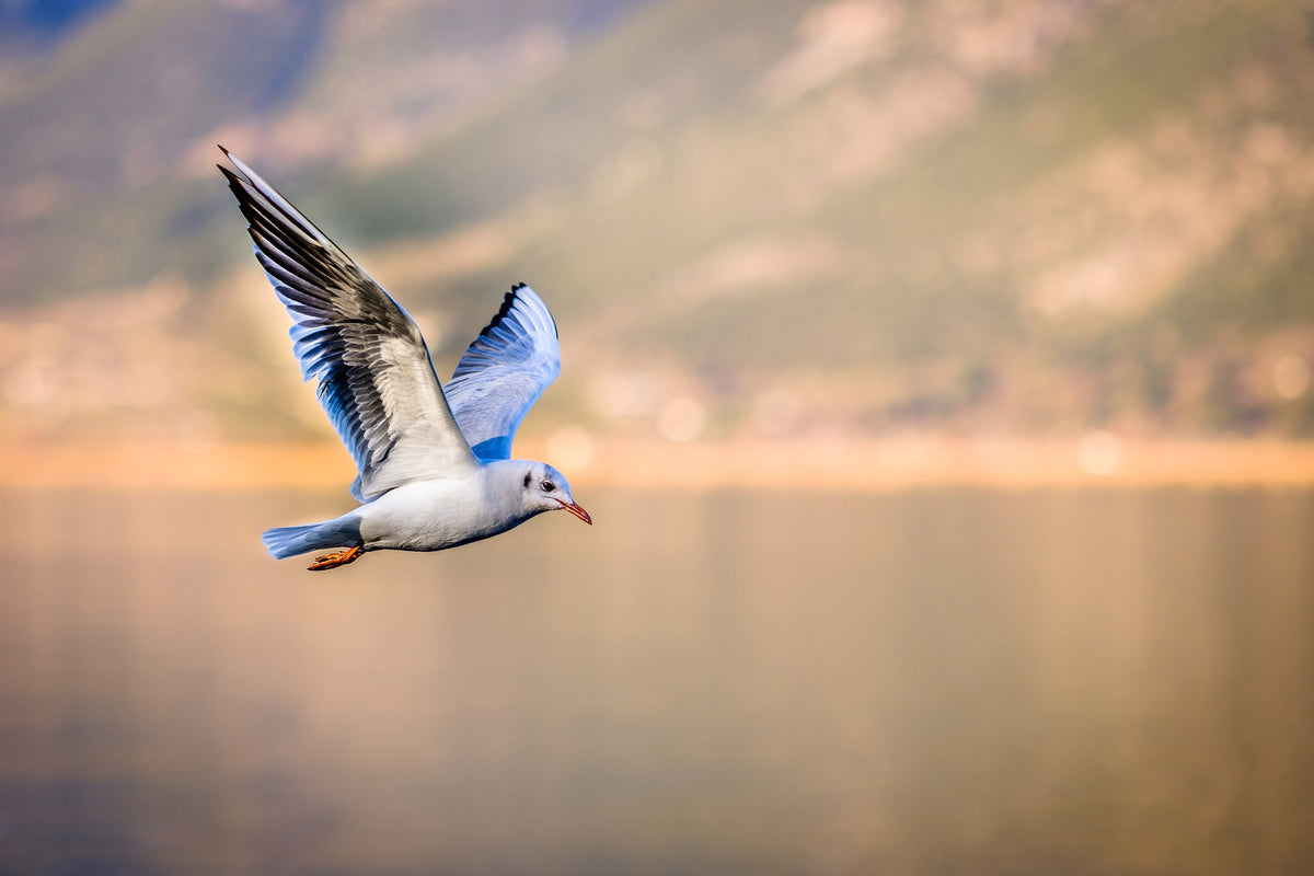 canvas-print-the-flying-seagull