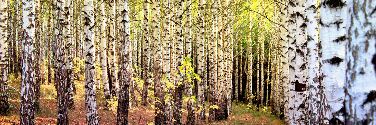 panoramic-aluminium-print-the-path-between-birches-panorama