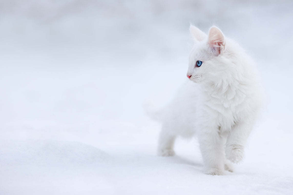 framedposter-print-white-as-snow