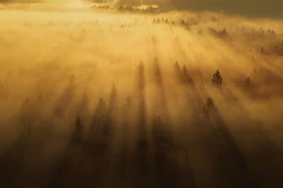 poster-print-morning-in-the-forest-xil