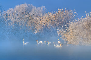 3-piece-acrylic-print-blue-swan-lake