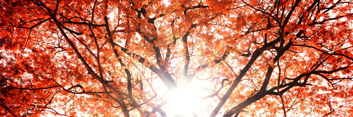 panoramic-3-piece-canvas-print-light-of-autumn-panorama
