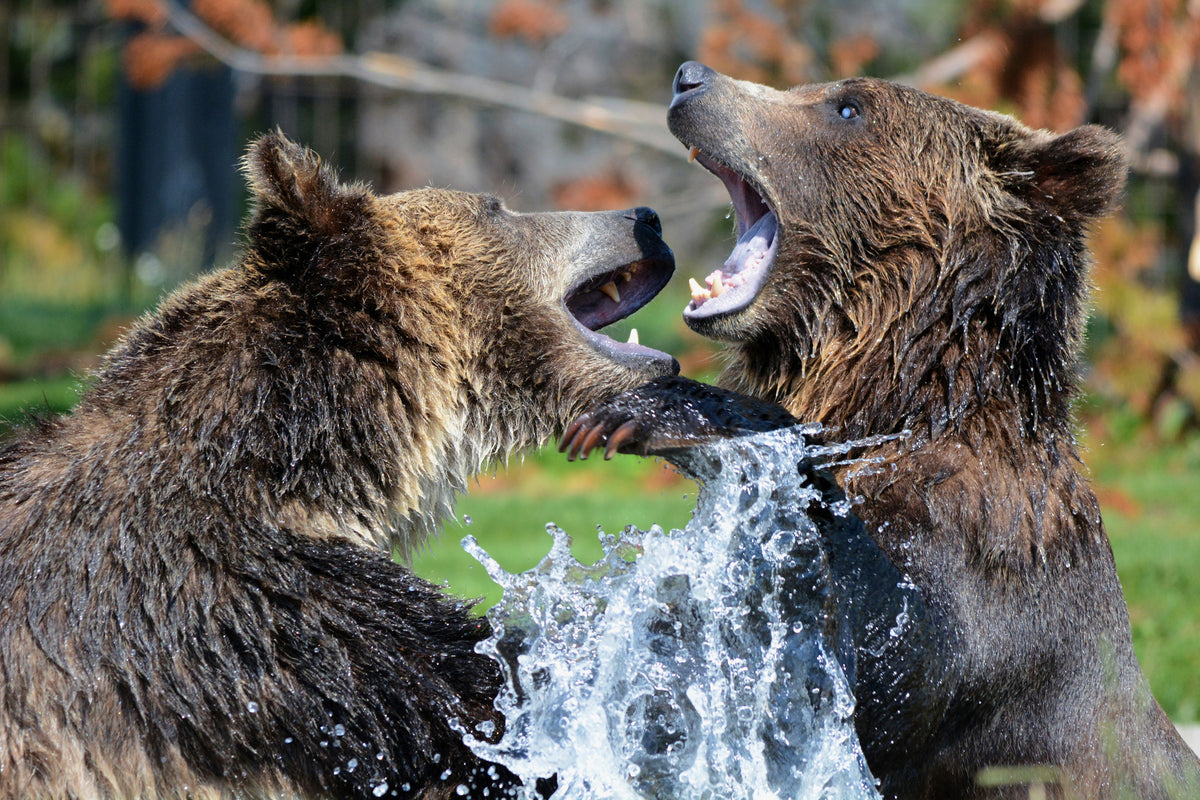 acrylic-print-grizzly-fight