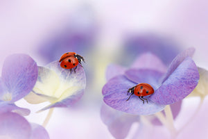 canvas-print-red-and-purple-x
