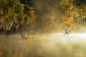 3-piece-aluminium-print-egret