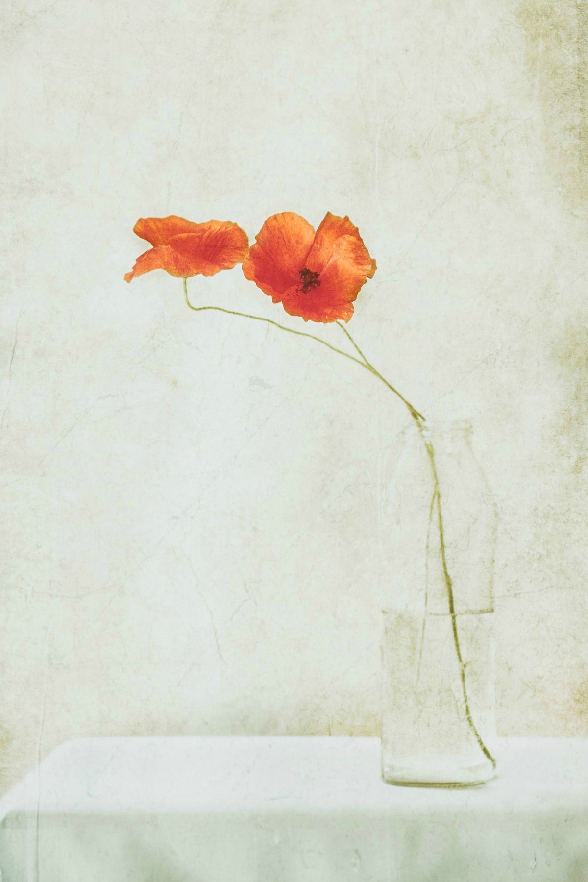 canvas-print-two-poppies-in-a-bottle-x