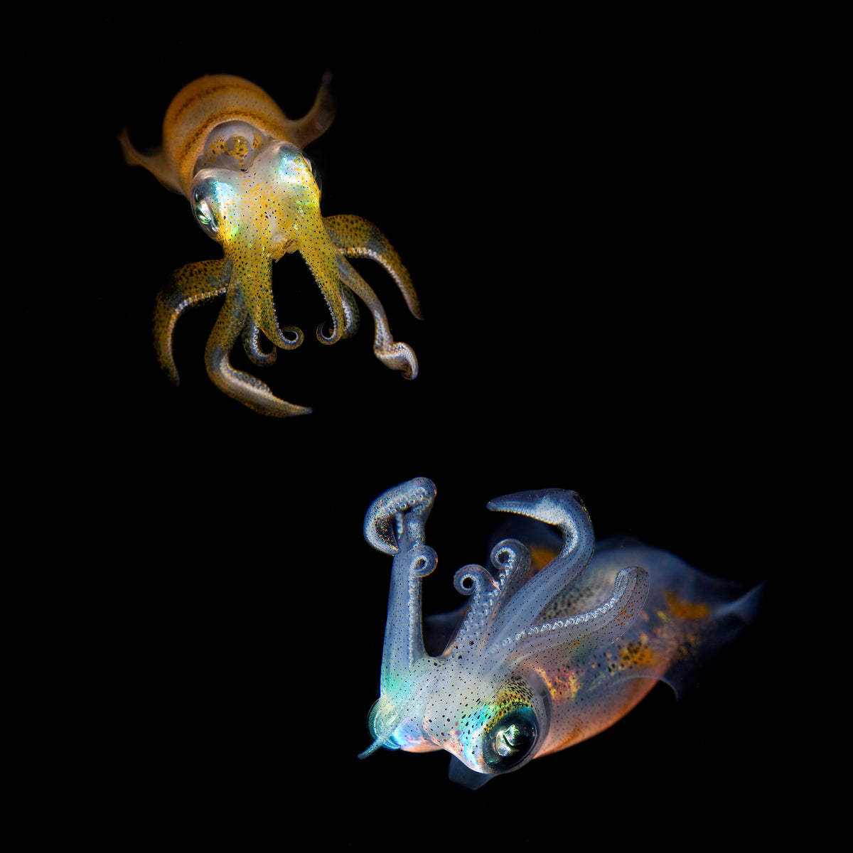 aluminium-print-sea-jewels