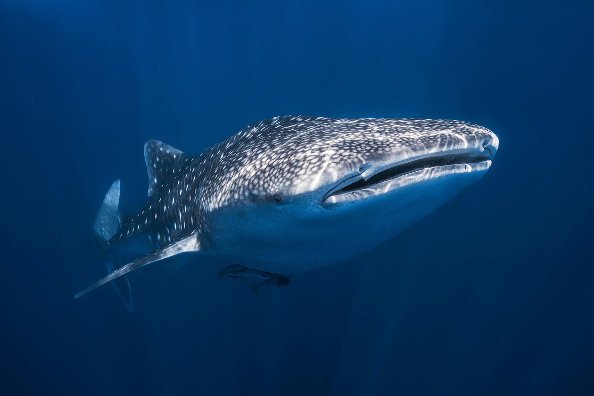 framedposter-print-whale-shark
