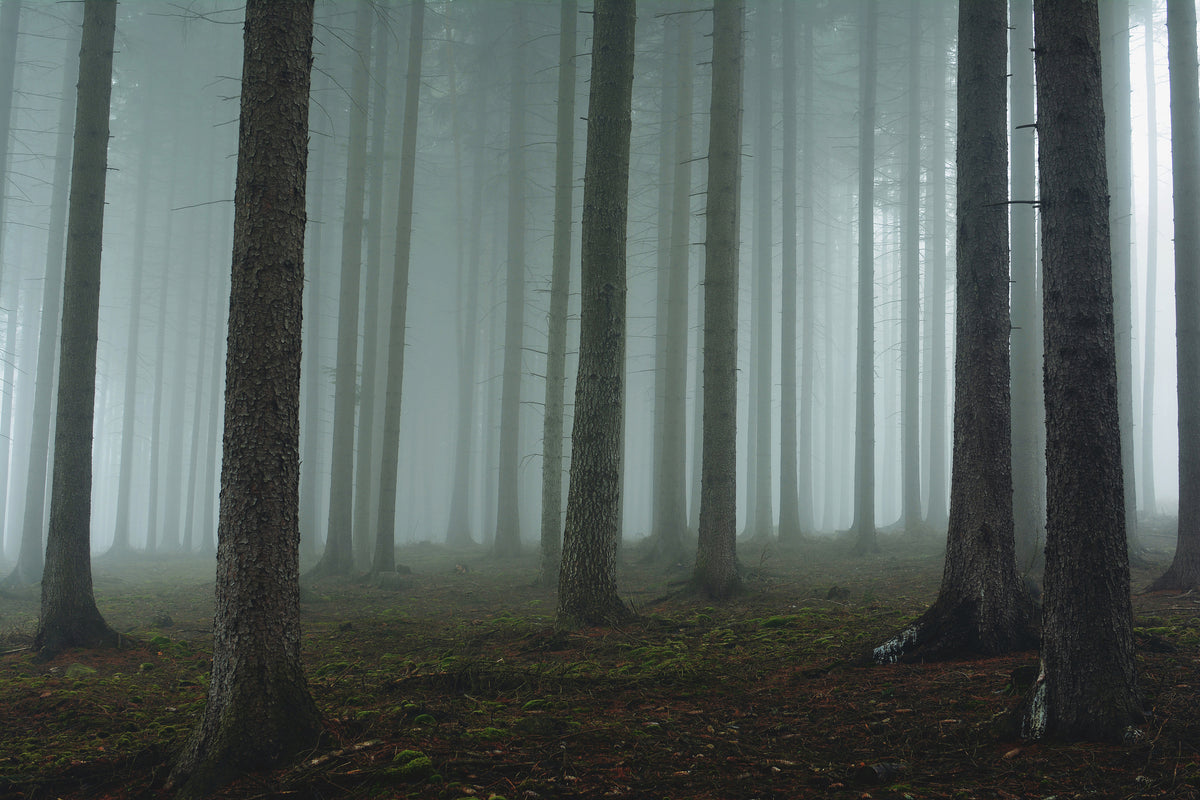 framedposter-print-foggy-forest-xcg