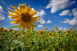 3-piece-aluminium-print-a-sunflower-among-many