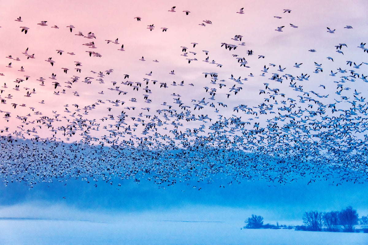framedposter-print-flying-in-the-fogging-morning