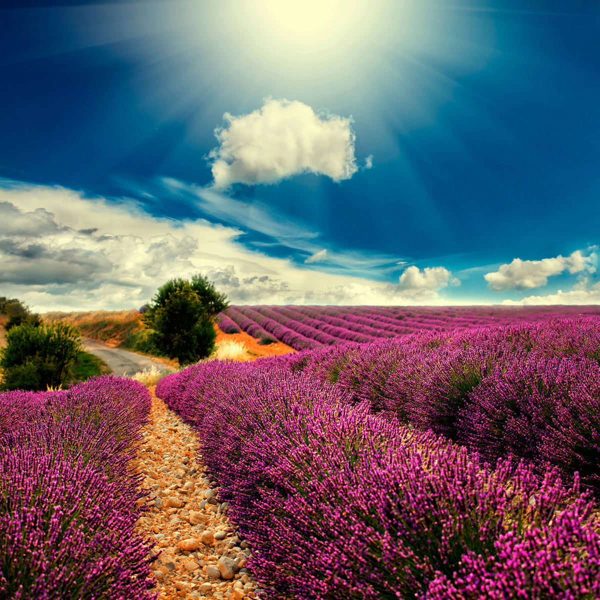 9-piece-acrylic-print-the-lavender-valley