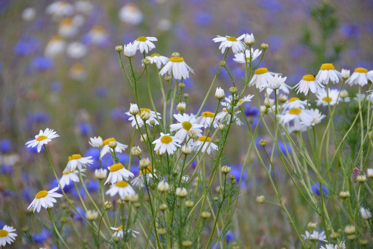aluminium-print-wild-flower-meadow