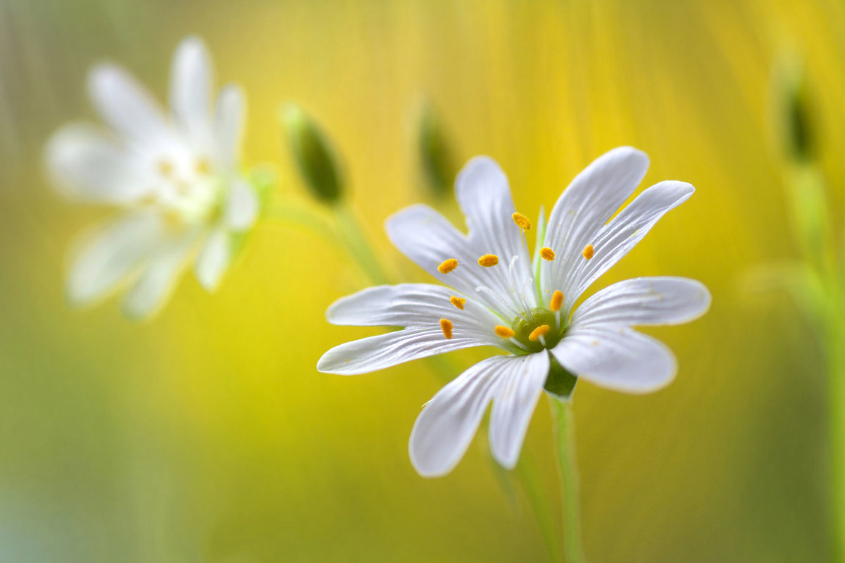 aluminium-print-stitchwort-ii