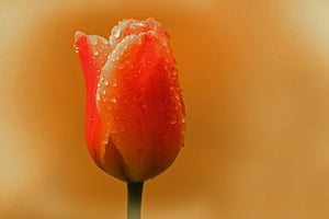 framedposter-print-a-tulip-in-the-morning-dew