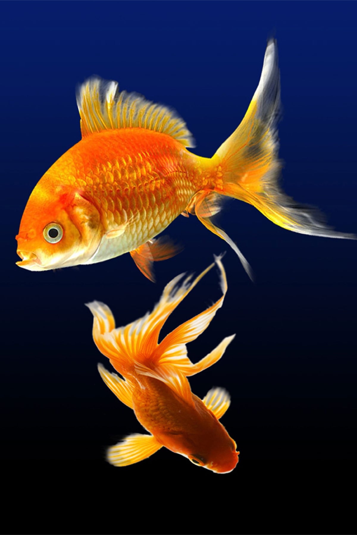 acrylic-print-charming-fish