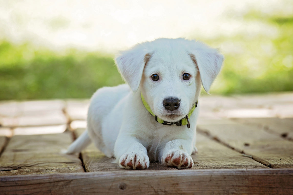 aluminium-print-cute-dog-baby