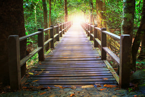 poster-print-the-bridge-in-the-forest
