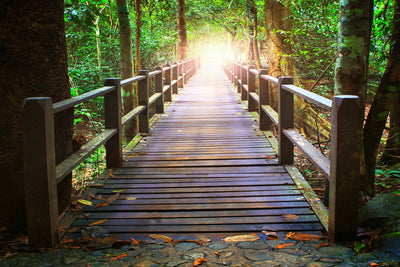 poster-print-the-bridge-in-the-forest