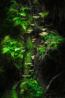 framedposter-print-mushroom-wall