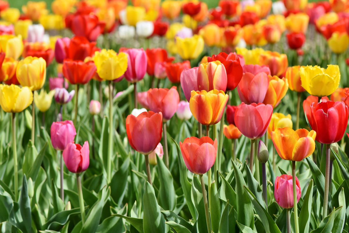 poster-print-a-colorful-tulip-field