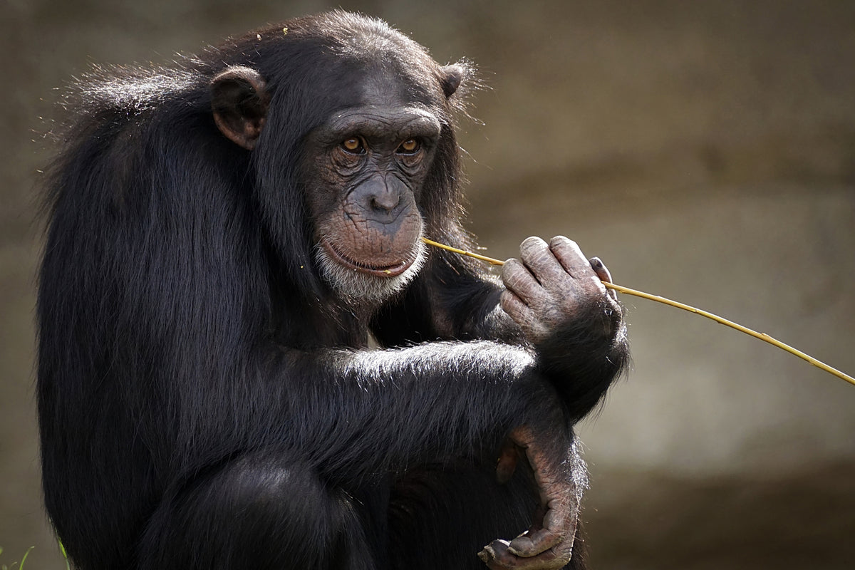 canvas-print-sweet-chimpanzee
