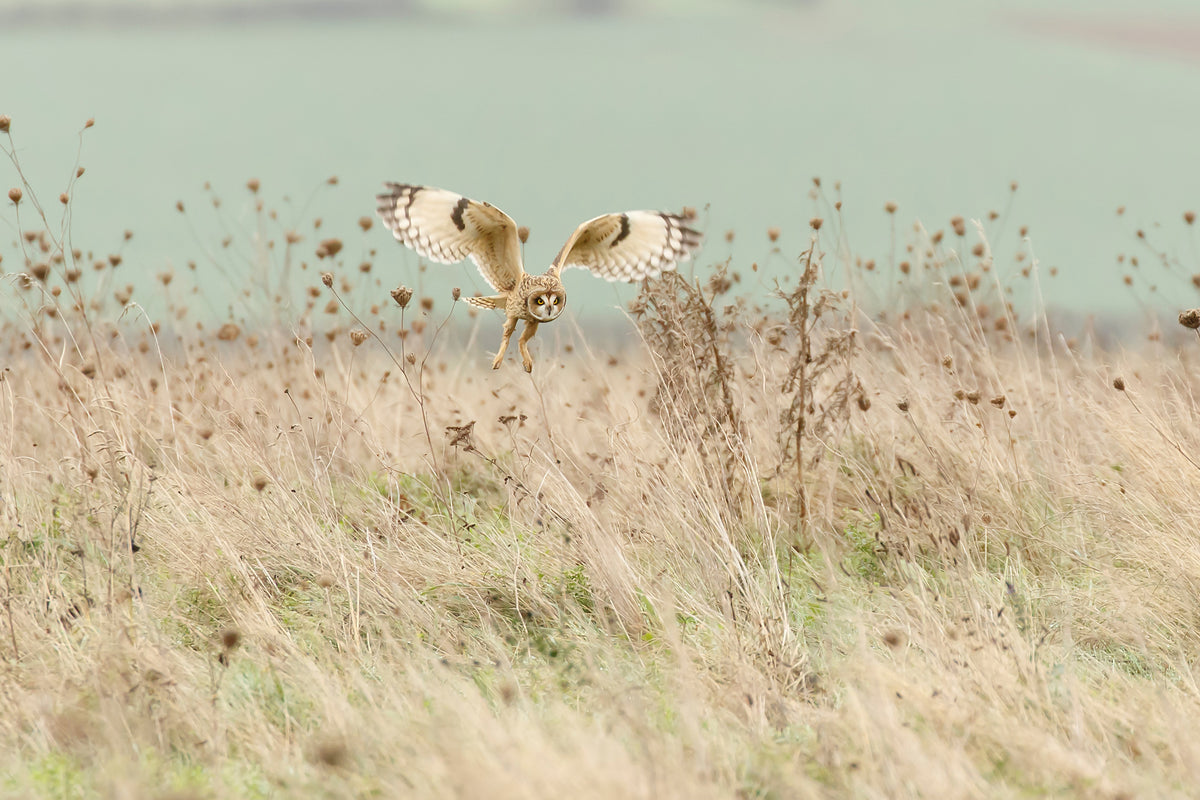 framedcanvas-print-hunting-short-eared-owl-x