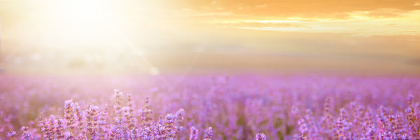 panoramic-poster-print-sunset-in-lavender-field-panorama