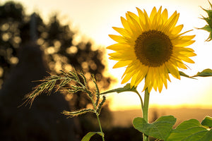 3-piece-acrylic-print-sunflower-in-the-sunrise
