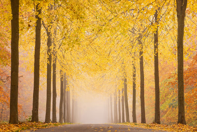 poster-print-autumn-road-x