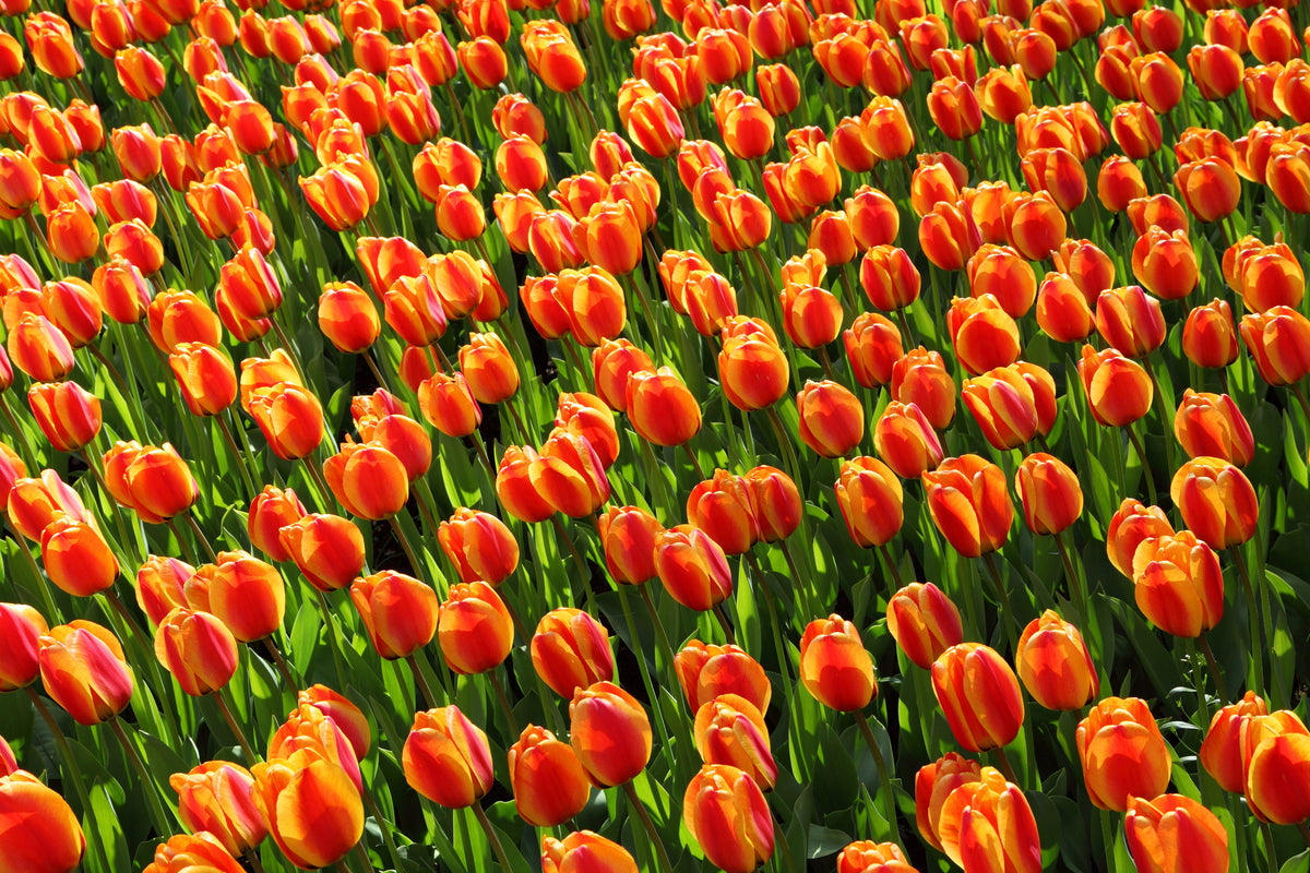 poster-print-tulip-field-in-orange