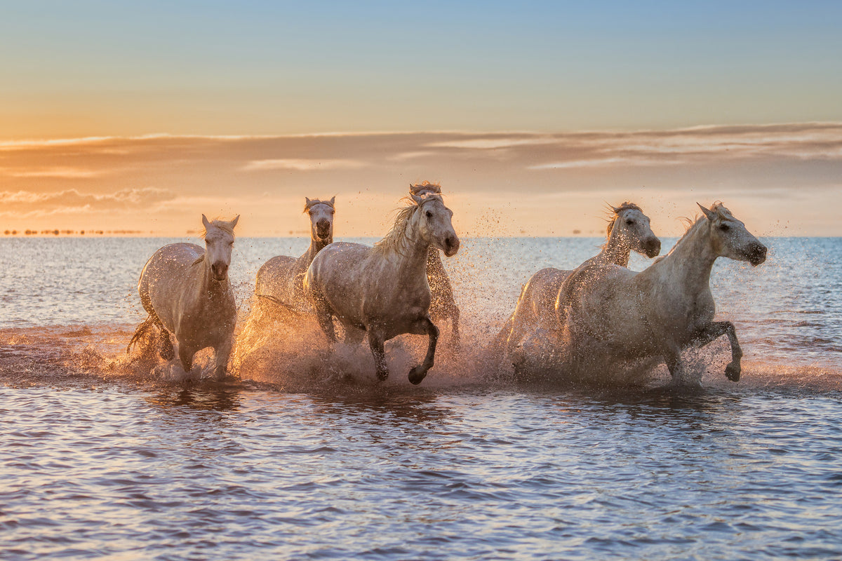 framedposter-print-camargue-horses-ii-x