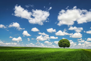 acrylic-print-lonely-tree-x