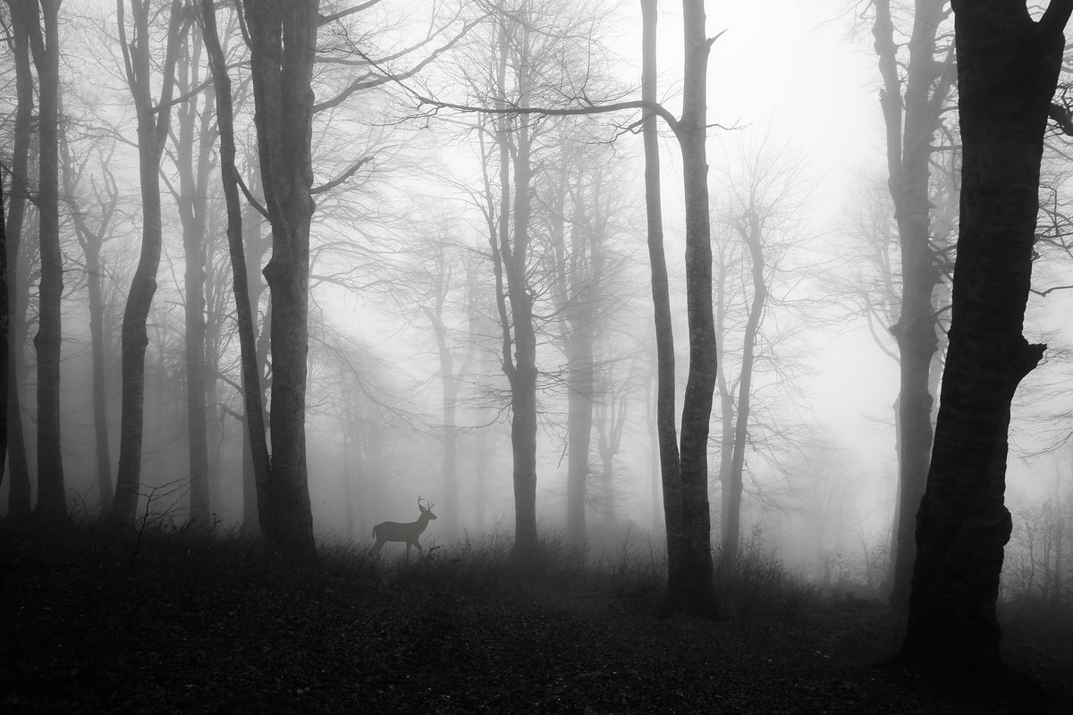 aluminium-print-forest-xue