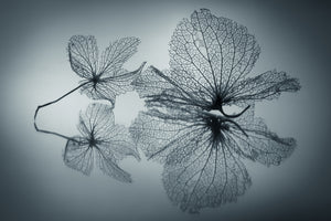 canvas-print-ephemeral-beauty