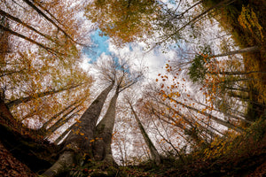 framedposter-print-forest-xax