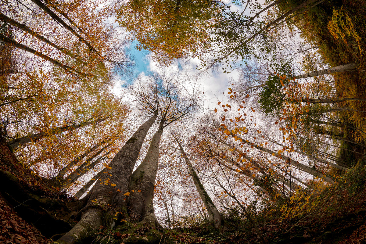 framedposter-print-forest-xax