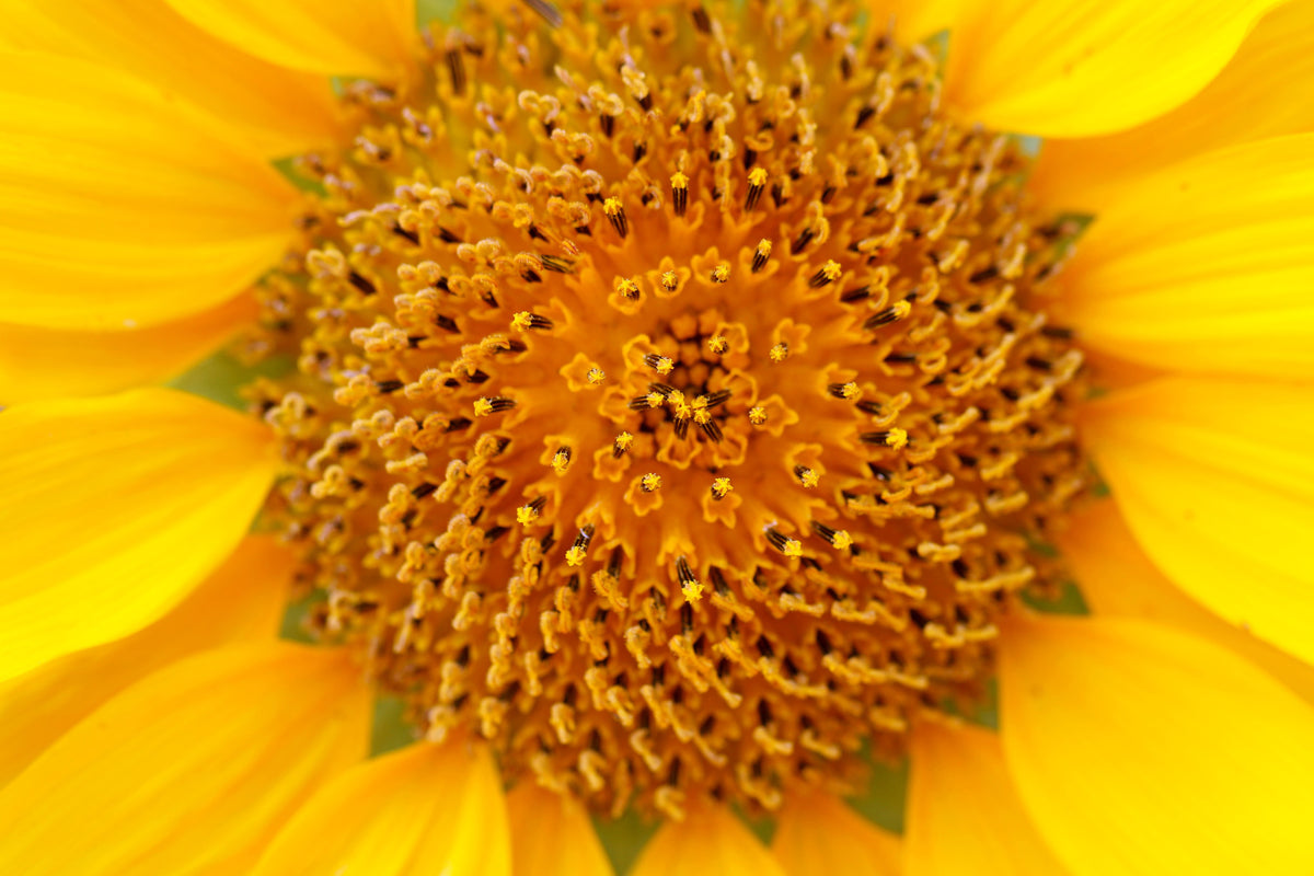 3-piece-acrylic-print-beautiful-buds-of-the-sunflower