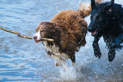 poster-print-playing-dogs