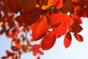 aluminium-print-red-leaves-xl