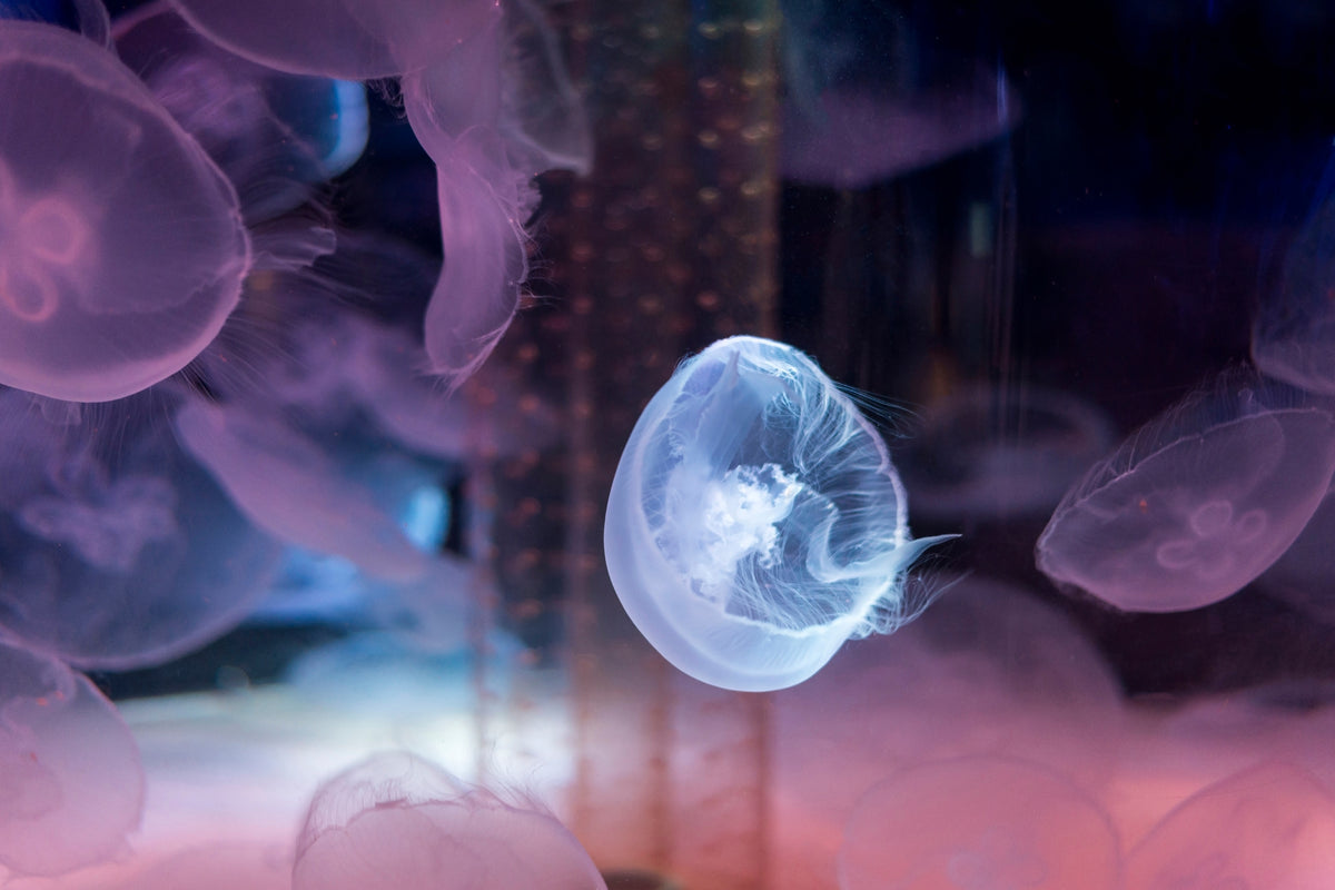 framedcanvas-print-the-beauty-of-jellyfish