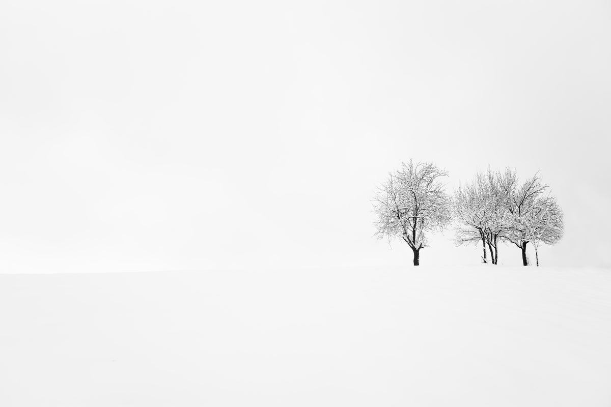 poster-print-tree-and-silence-x