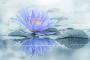 poster-print-reflection-xus