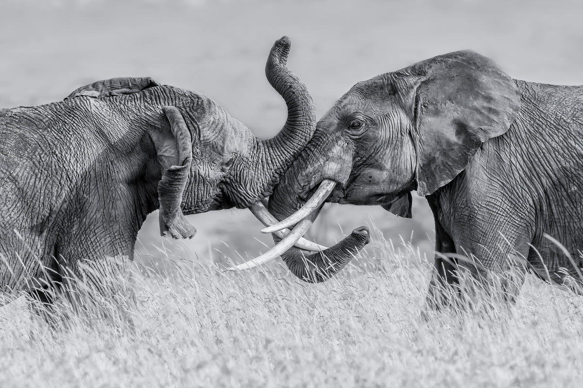 acrylic-print-elephant-qtai-chiq-x