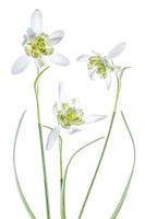 framedcanvas-print-galanthus-flore-pleno