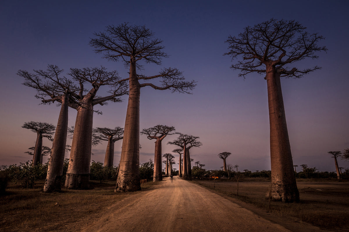 framedcanvas-print-allace-des-baobabs-x