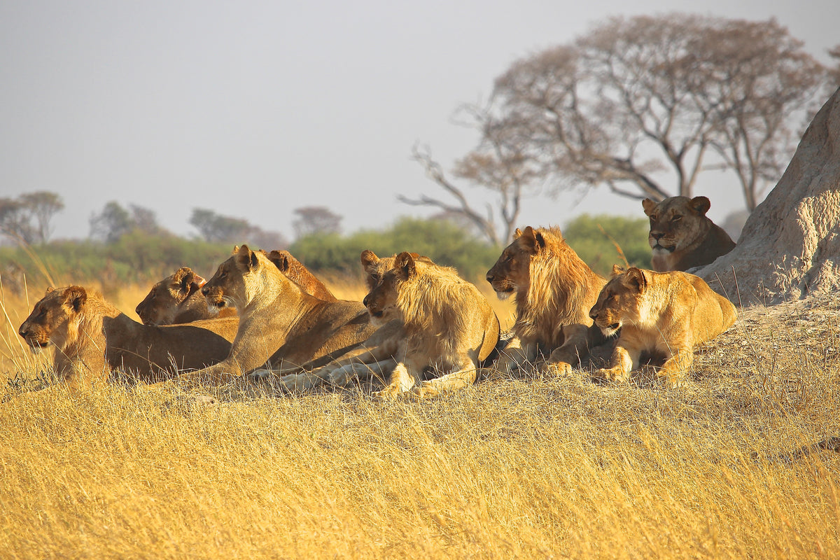 aluminium-print-lion-family