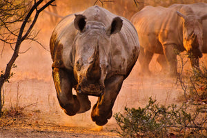framedposter-print-rhino-learning-to-fly-x