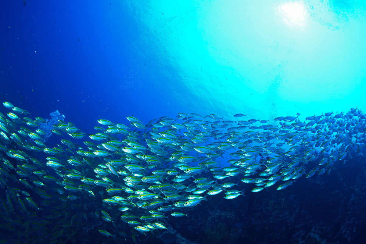modern-3-piece-aluminium-print-shoal-of-fish
