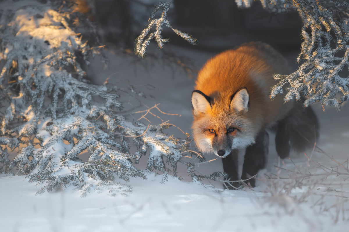 canvas-print-red-fox-xxr